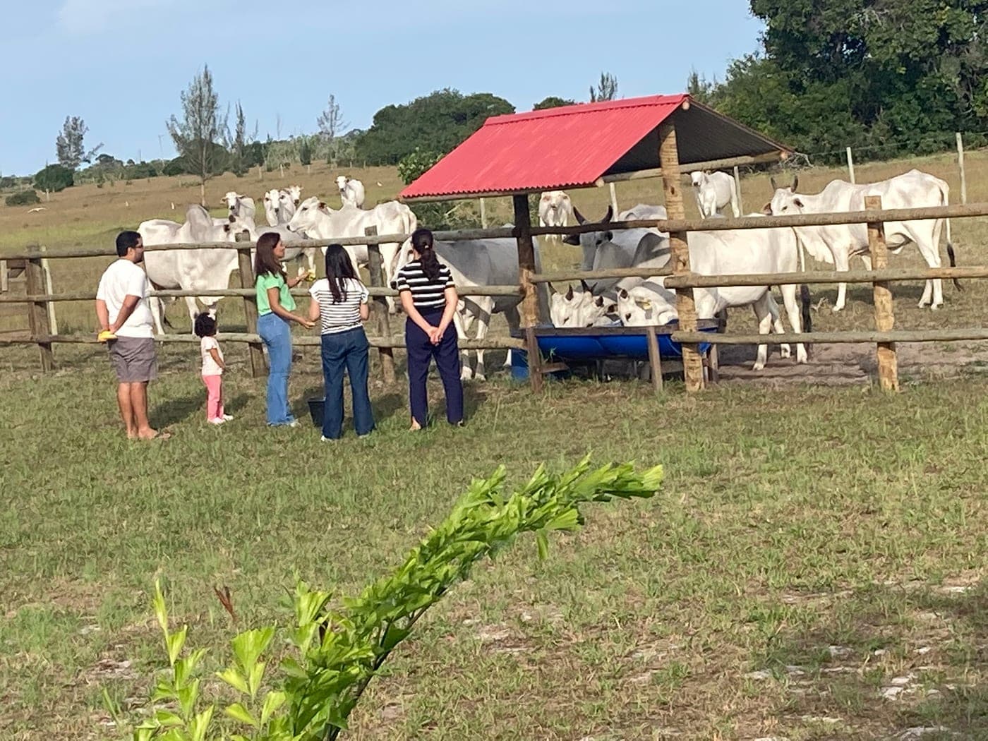 Famílias com crianças junto à cerca do curral, observando o gado nelore de perto