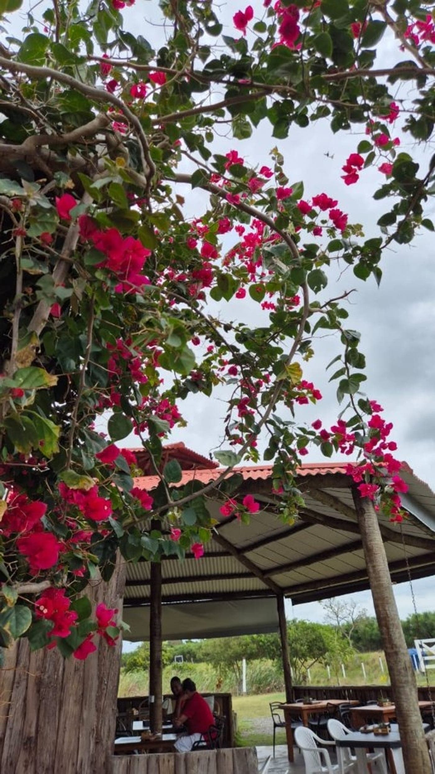 Primavera magenta cobrindo o telhado de zinco vermelho contra o céu azul